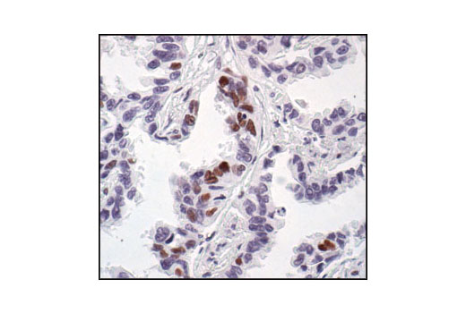 Immunohistochemistry Image 1: Phospho-CREB (Ser133) (87G3) Rabbit Monoclonal Antibody (BSA and Azide Free)