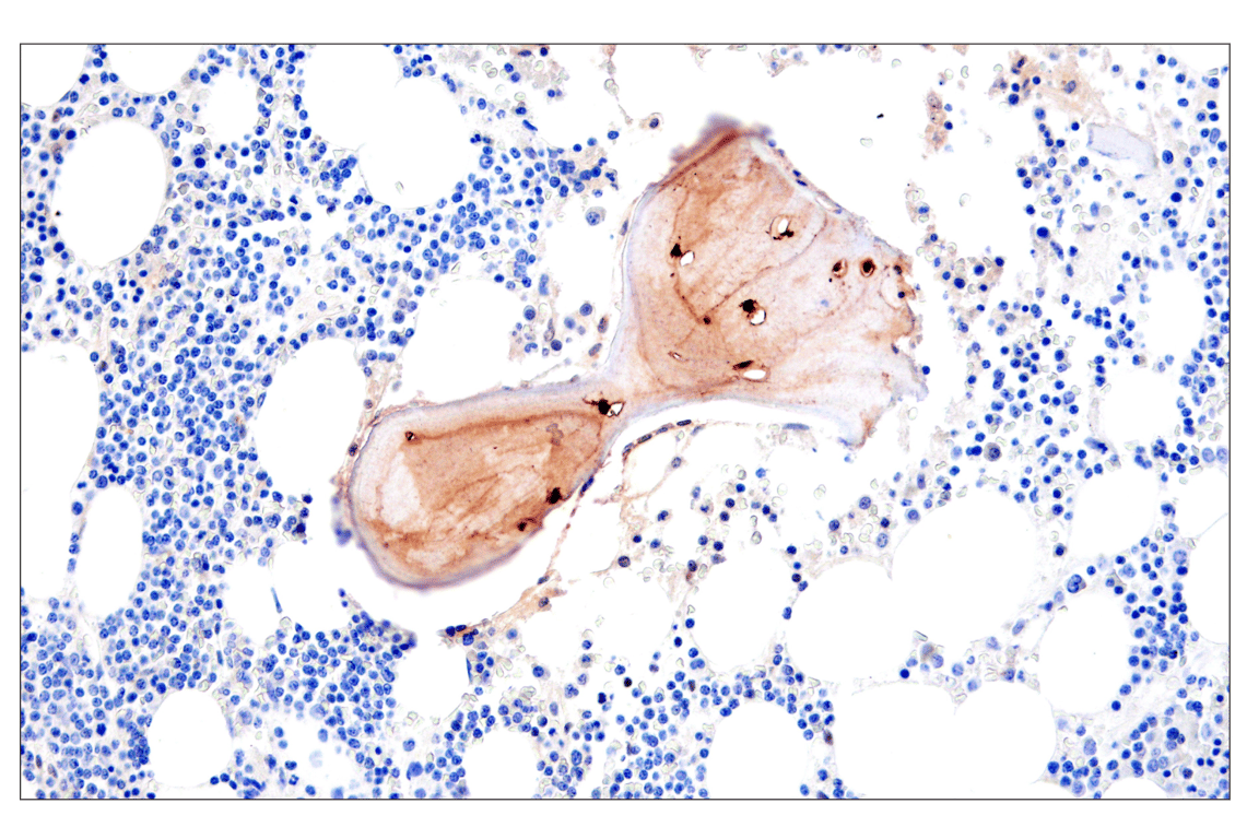 Immunohistochemistry Image 4: Osteocalcin (E8B9X) Rabbit Monoclonal Antibody