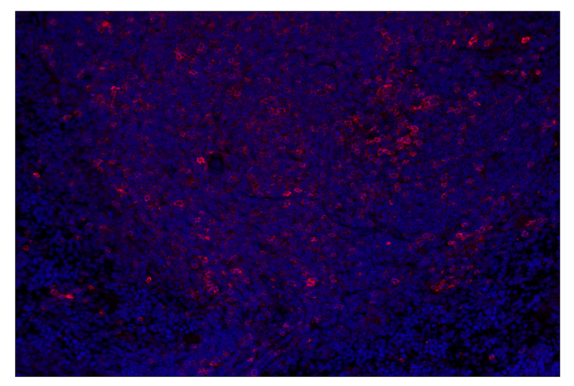 Immunohistochemistry Image 3: ICOS (E5F7E) & CO-0188-594 SignalStar<sup>®</sup> Oligo-Antibody Pair