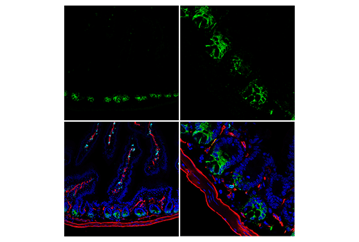 Immunofluorescence Image 1: Olfm4 (D6Y5A) Rabbit Monoclonal Antibody