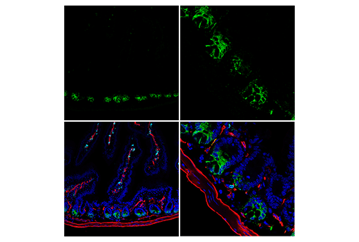 Immunofluorescence Image 1: Olfm4 (D6Y5A) XP<sup>®</sup> Rabbit mAb
