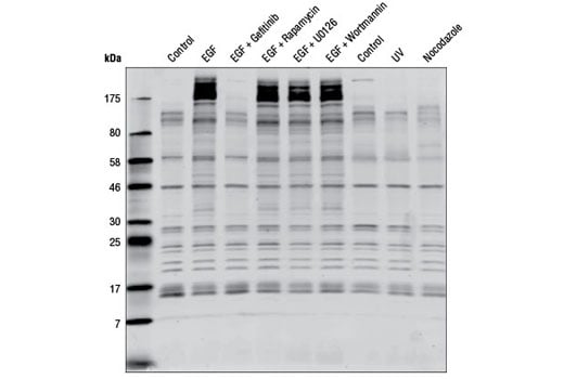 undefined Image 3: KinomeView<sup>®</sup> Profiling Kit