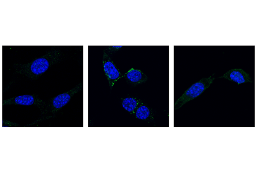undefined Image 19: Mouse Reactive PANoptosis Antibody Sampler Kit