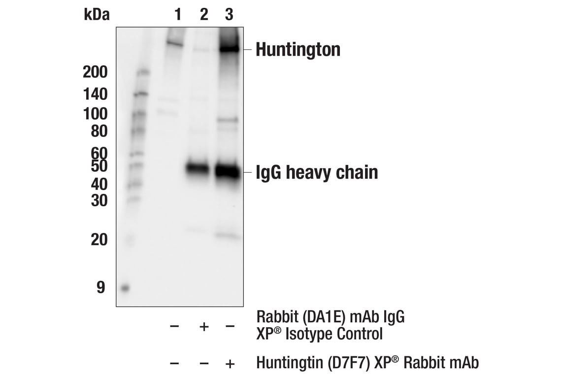 Immunoprecipitation Image 1: Huntingtin (D7F7) Rabbit Monoclonal Antibody