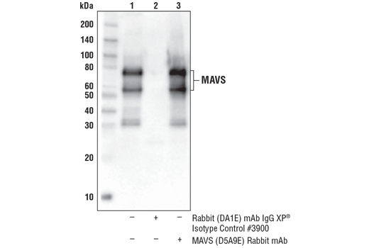 Immunoprecipitation Image 1: MAVS (D5A9E) Rabbit Monoclonal Antibody