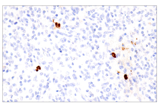 Immunohistochemistry Image 6: IgA (N1CLA) Mouse Monoclonal Antibody