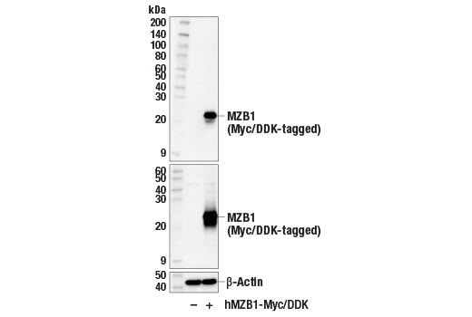 Western Blotting Image 3: MZB1 (E8V4N) Rabbit Monoclonal Antibody