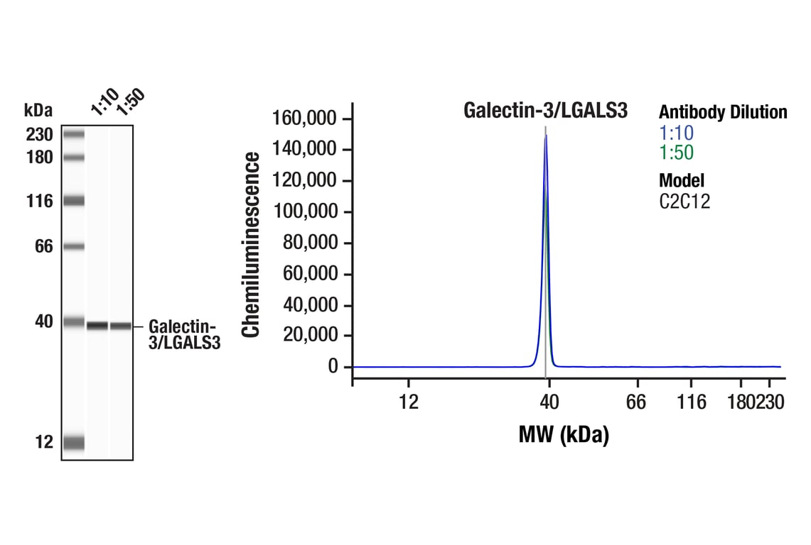 Western Blotting Image 1: Galectin-3/LGALS3 (E7B6R) Rabbit Monoclonal Antibody