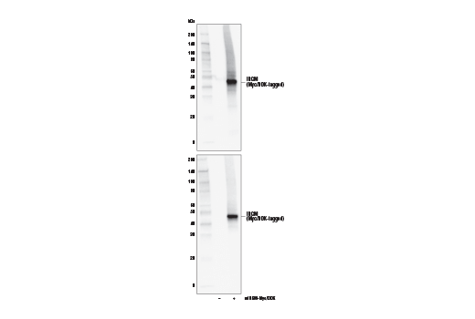 Western Blotting Image 2: IRGM (E6P7W) Rabbit Monoclonal Antibody