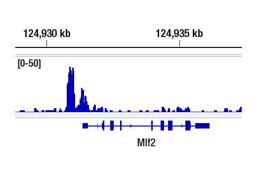 CUT & RUN Image 2: TCF1/TCF7 (E6O1K) Rabbit Monoclonal Antibody