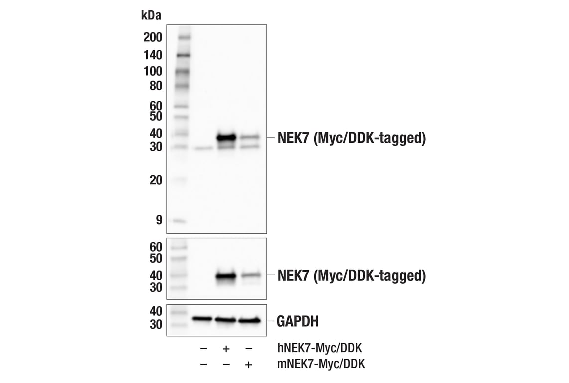 Western Blotting Image 2: NEK7 (E4E1B) Rabbit Monoclonal Antibody