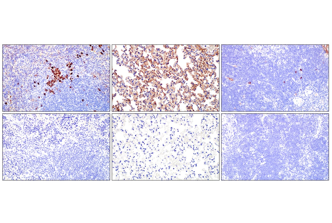 Immunohistochemistry Image 5: IgM (E8M1B) Rabbit Monoclonal Antibody (BSA and Azide Free)