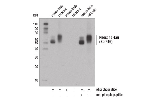 Western Blotting Image 3: Phospho-Tau (Ser416) (D7U2P) Rabbit Monoclonal Antibody (BSA and Azide Free)
