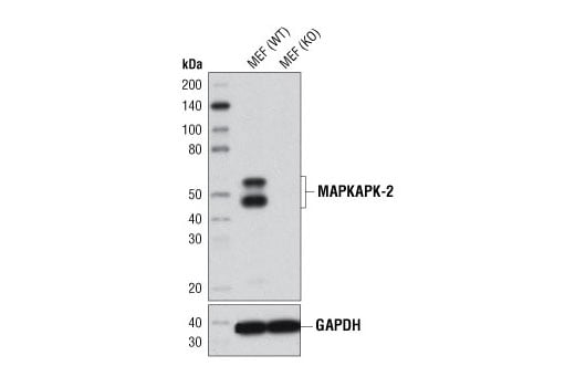 undefined Image 5: MAPKAPK-2 Antibody Sampler Kit