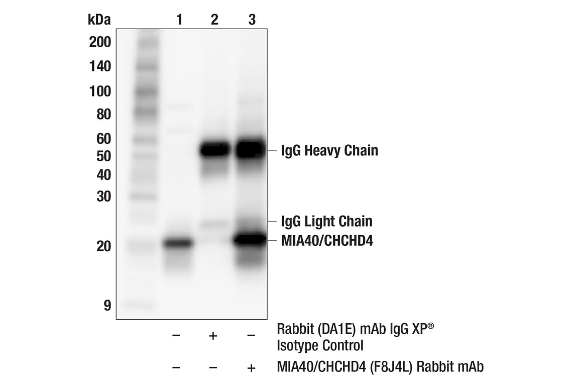 Immunoprecipitation Image 1: MIA40/CHCHD4 (F8J4L) Rabbit Monoclonal Antibody