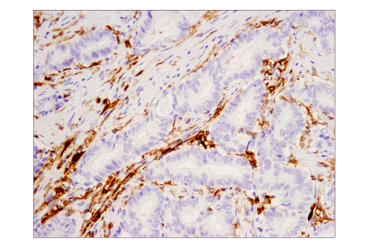 Immunohistochemistry Image 1: CD16 (D1N9L) Rabbit Monoclonal Antibody (BSA and Azide Free)