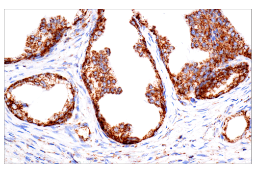 Immunohistochemistry Image 5: TSPO (D1N7Z) Rabbit Monoclonal Antibody