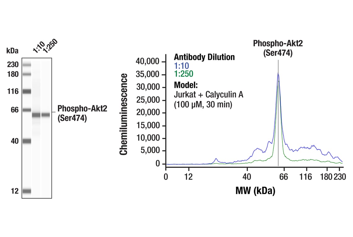 Western Blotting Image 1: Phospho-Akt2 (Ser474) (D3H2) Rabbit Monoclonal Antibody