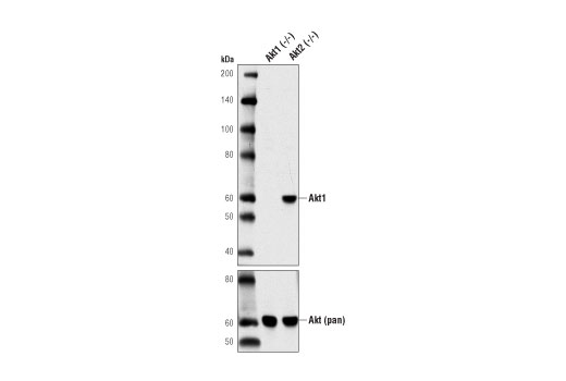 Western Blotting Image 1: Akt1 (D9R8K) Rabbit mAb