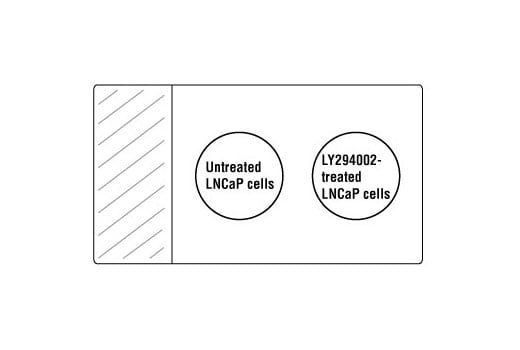 undefined Image 2: SignalSlide<sup>®</sup> Phospho-Akt (Ser473) IHC Controls