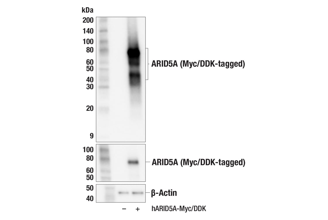 Western Blotting Image 2: ARID5A (F7T9F) Rabbit Monoclonal Antibody