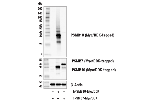 Western Blotting Image 3: PSMB10/MECL-1 (E6R7O) Rabbit Monoclonal Antibody