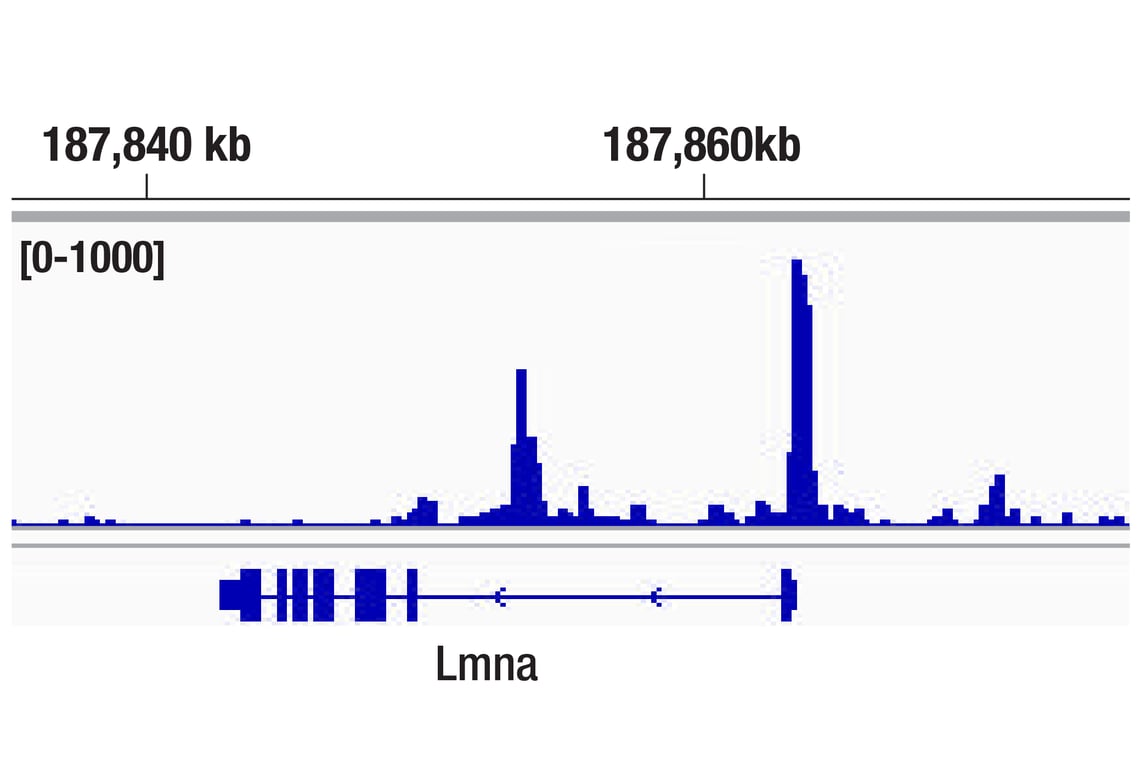 CUT & Tag Image 2: Phospho-c-Jun (Ser73) (D47G9) Rabbit Monoclonal Antibody