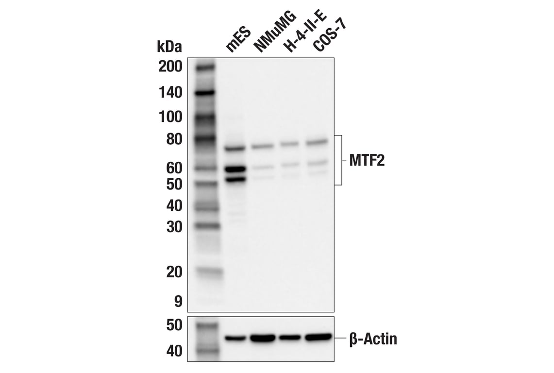 Western Blotting Image 2: MTF2 (F2X1A) Rabbit Monoclonal Antibody