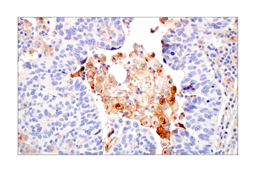 Immunohistochemistry Image 2: ApoE4 (E5M4L) Rabbit Monoclonal Antibody