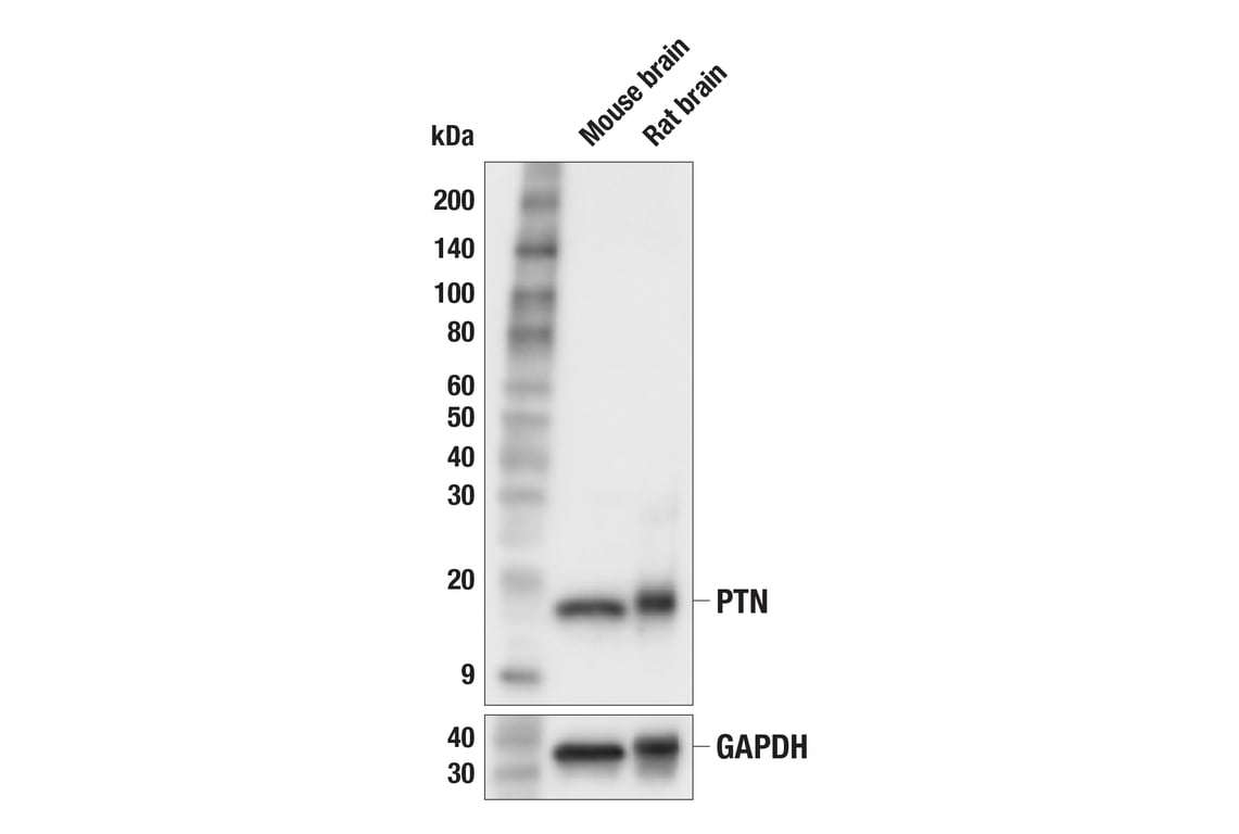 Western Blotting Image 2: PTN (F7T3F) Rabbit Monoclonal Antibody