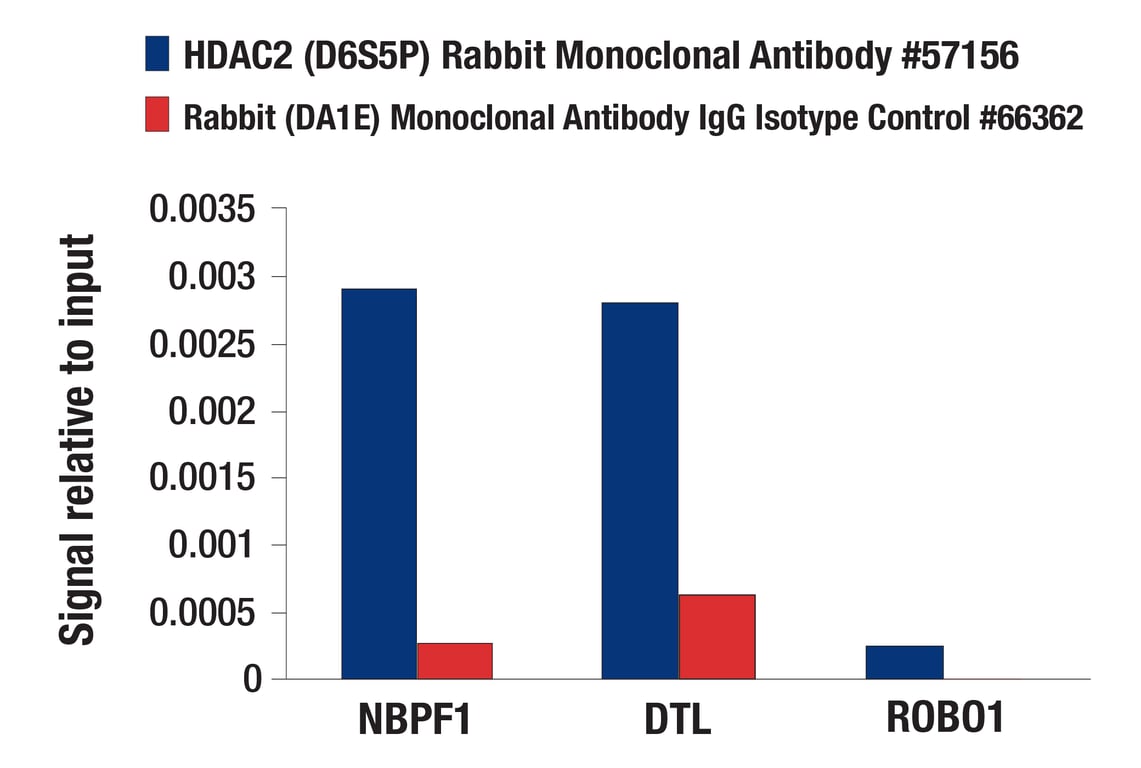 undefined Image 9: PhosphoPlus<sup>®</sup> HDAC2 (Ser394) Antibody Duet