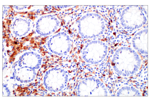 Immunohistochemistry Image 12: Siglec-10 (E1D7S) Rabbit Monoclonal Antibody
