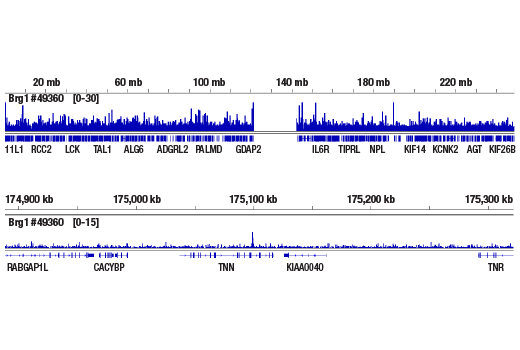 undefined Image 11: Non-Canonical BAF Complex Antibody Sampler Kit
