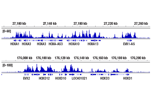 CUT & RUN Image 2: EED (E4L6E) Rabbit Monoclonal Antibody