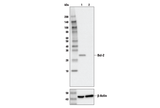 Western Blotting Image 2: Bcl-2 (124) Mouse Monoclonal Antibody