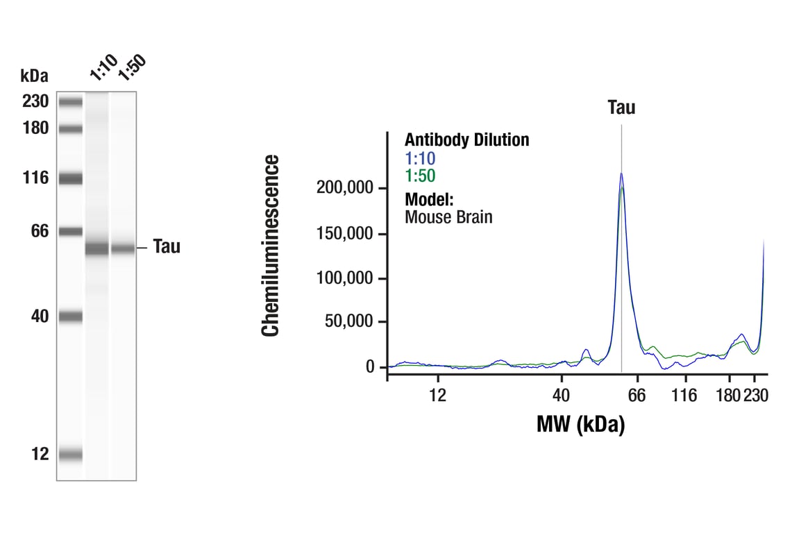 Western Blotting Image 1: Tau (Tau46) Mouse Monoclonal Antibody