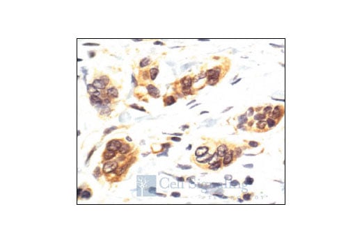 Immunohistochemistry Image 1: p38 MAPK Antibody