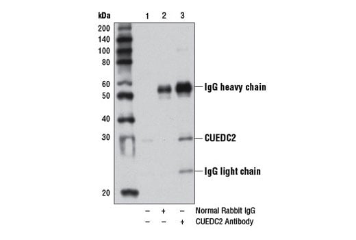 Immunoprecipitation Image 1: CUEDC2 Antibody
