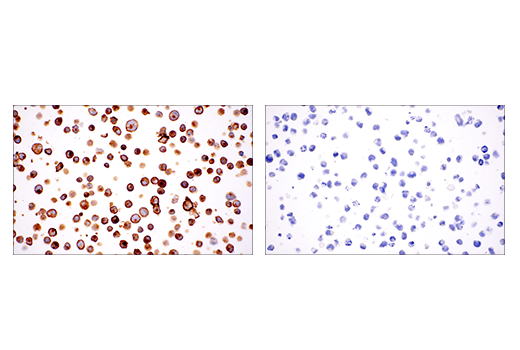 CD22 (E7L6Z) XP® Rabbit mAb | Cell Signaling Technology