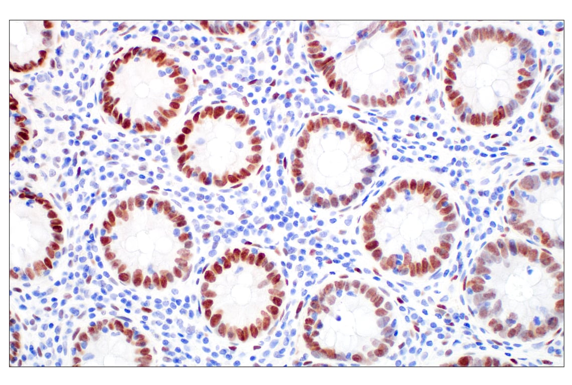 Immunohistochemistry Image 4: c-Fos (E2I7R) Rabbit Monoclonal Antibody (BSA and Azide Free)