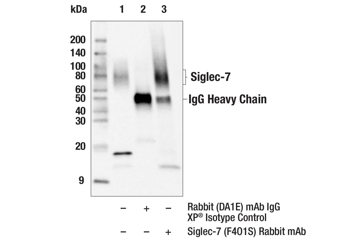Immunoprecipitation Image 1: Siglec-7 (F4O1S) Rabbit Monoclonal Antibody
