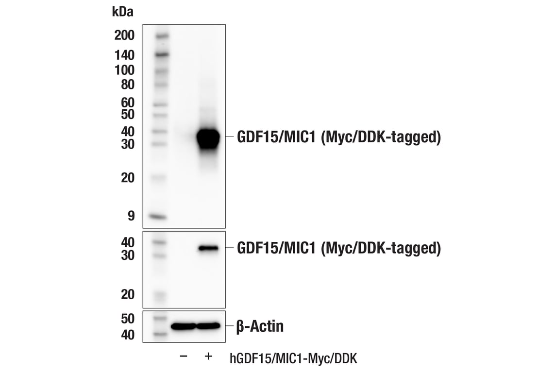 Western Blotting Image 2: GDF15/MIC1 (E4D3K) Rabbit Monoclonal Antibody