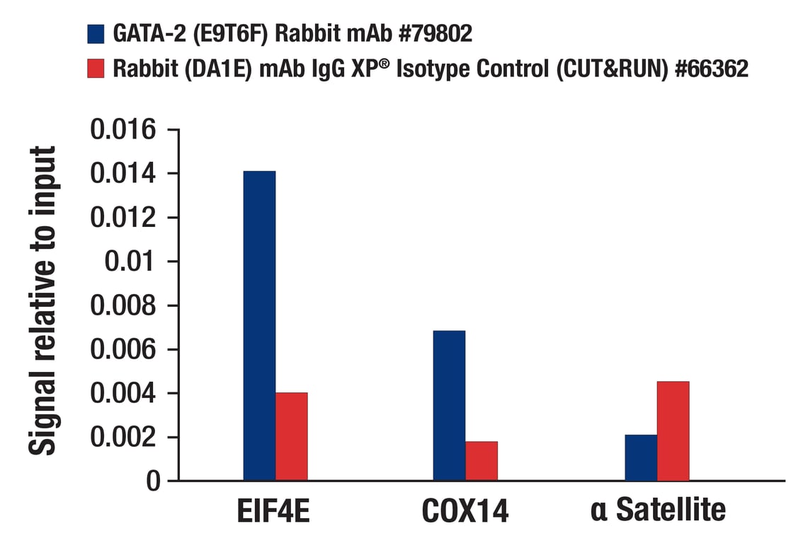 CUT & RUN Image 3: GATA-2 (E9T6F) Rabbit Monoclonal Antibody