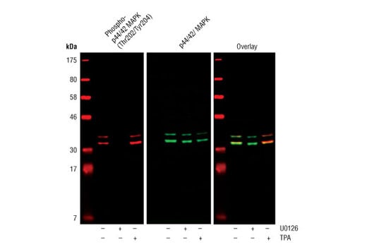 undefined Image 6: Cannabinoid Receptor 1 Downstream Signaling Antibody Sampler Kit