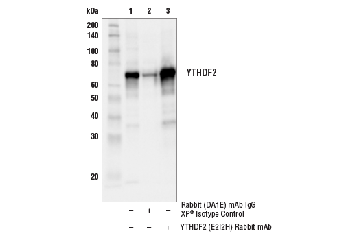 Immunoprecipitation Image 1: YTHDF2 (E2I2H) Rabbit Monoclonal Antibody