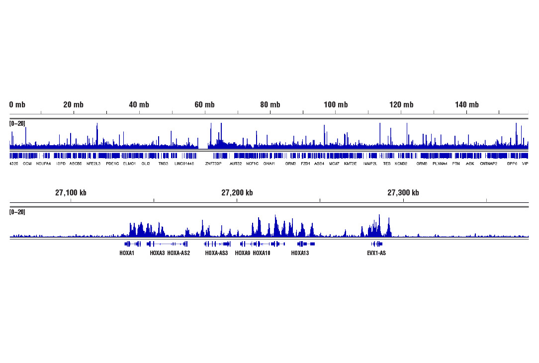 CUT & RUN Image 2: Ezh2 (D2C9) Rabbit Monoclonal Antibody