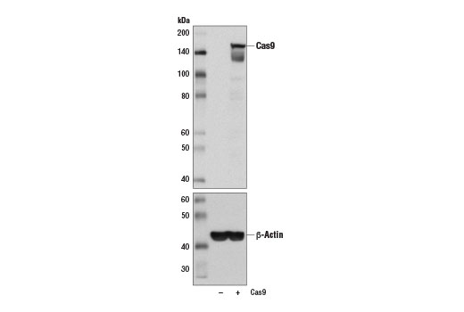 Western Blotting Image 2: Cas9 (<i>S. pyogenes</i>) (7A9-3A3) Mouse Monoclonal Antibody (BSA and Azide Free)
