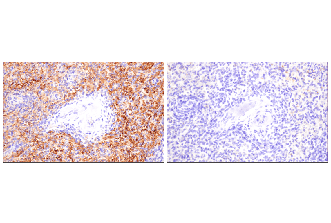 Immunohistochemistry Image 7: SLC40A1/Ferroportin-1 (F9U5S) Rabbit Monoclonal Antibody (BSA and Azide Free)