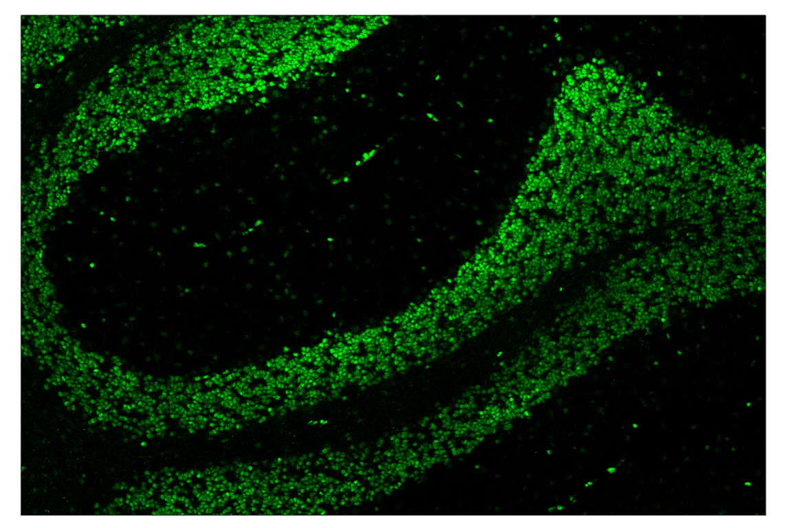 Immunohistochemistry Image 2: Phospho-CREB (Ser133) (87G3) & CO-0125-594 SignalStar<sup>™</sup> Oligo-Antibody Pair