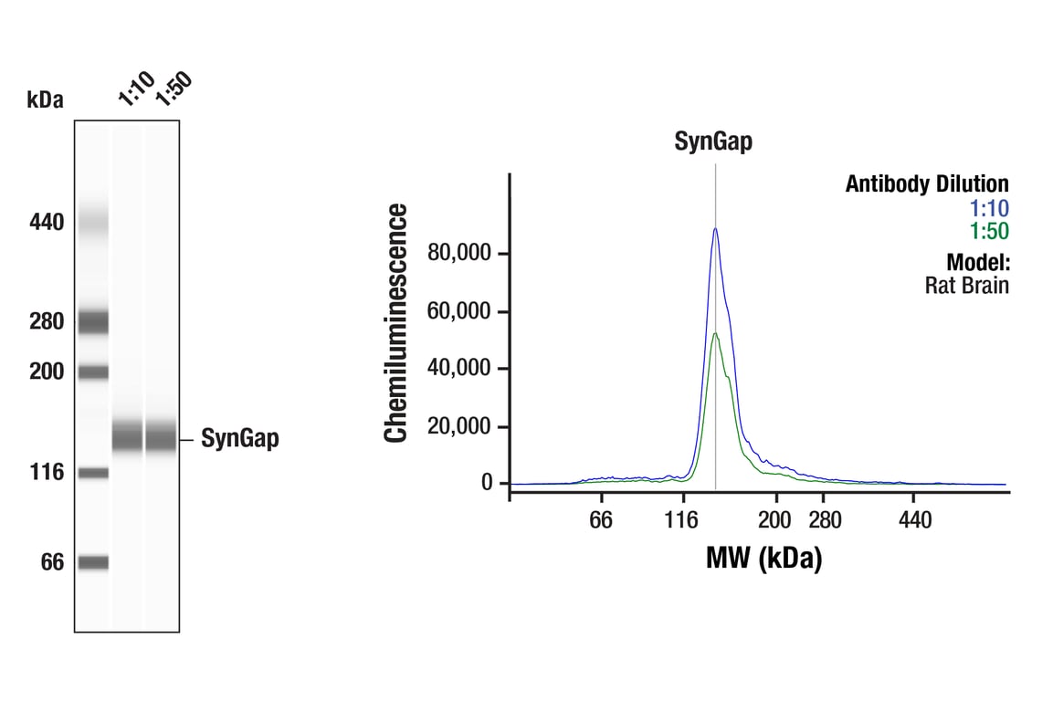 Western Blotting Image 1: SynGAP (E7J9K) Mouse Monoclonal Antibody